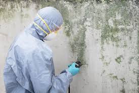 Best Mold Damage Restoration  in Murray, KY